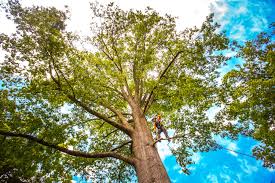 Best Stump Grinding and Removal  in Boston Heights, OH