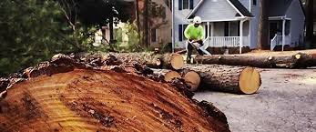 Best Palm Tree Trimming  in Boston Heights, OH