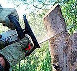Best Tree Health Inspection  in Boston Heights, OH