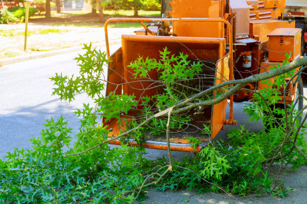 Best Hedge Trimming  in Boston Heights, OH