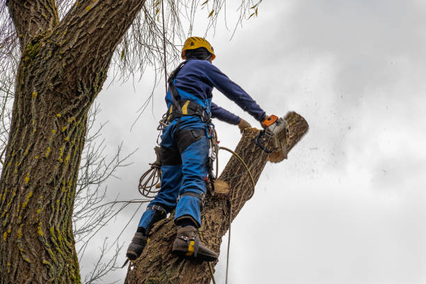 Best Leaf Removal  in Boston Heights, OH