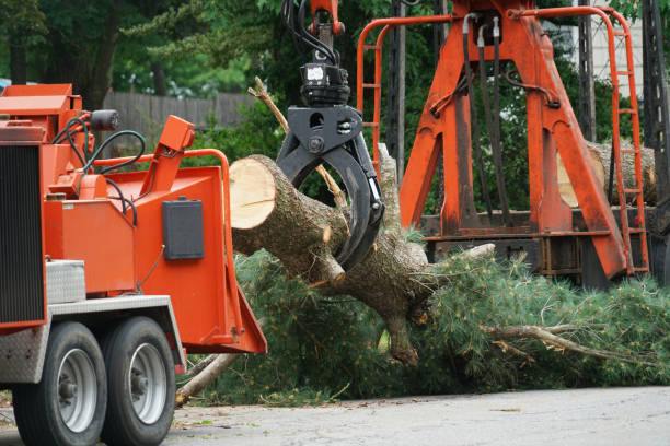 Best Arborist Consultation Services  in Boston Heights, OH