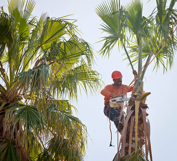 Best Hazardous Tree Removal  in Boston Heights, OH