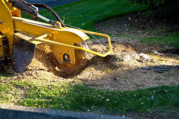 Best Lot and Land Clearing  in Boston Heights, OH