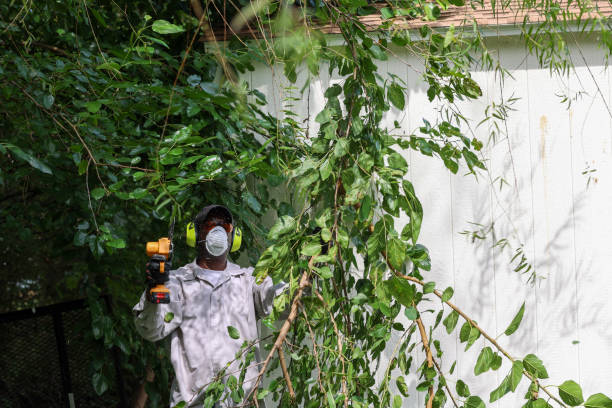 Lawn Pest Prevention in Boston Heights, OH