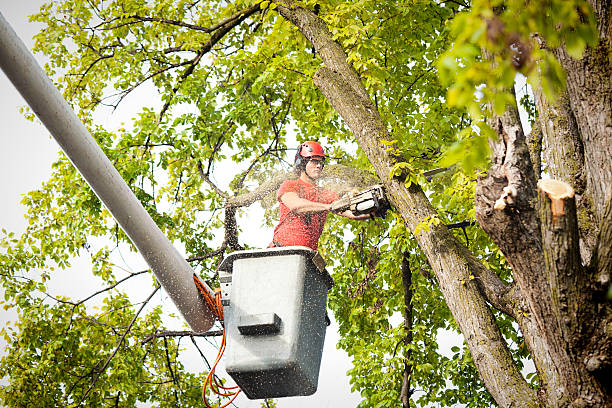 Best Emergency Tree Removal  in Boston Heights, OH