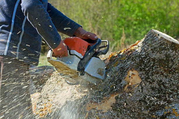 How Our Tree Care Process Works  in  Boston Heights, OH