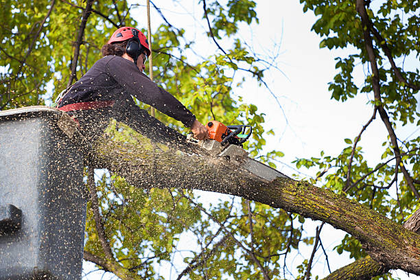 Best Tree Maintenance Programs  in Boston Heights, OH